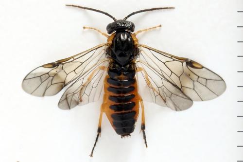 Réf. 292 187 : Pristiphora conjugata