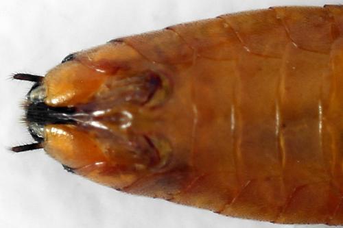 Euura nigricornis