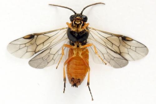 Réf. 292 188 : Pristiphora conjugata