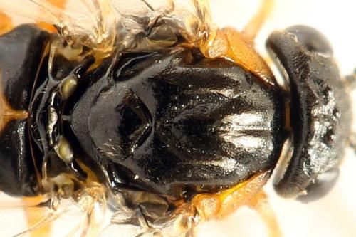 Réf. 292 190 : Pristiphora conjugata