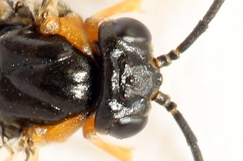 Réf. 292 192 : Pristiphora conjugata