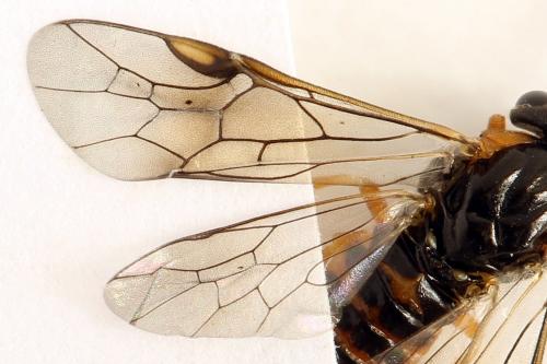 Réf. 292 193 : Pristiphora conjugata