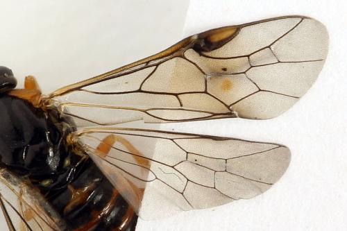 Réf. 292 194 : Pristiphora conjugata