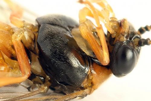 Réf. 292 200 : Pristiphora conjugata