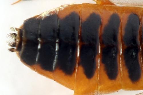 Réf. 292 201 : Pristiphora conjugata