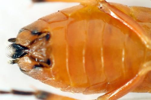 Réf. 292 202 : Pristiphora conjugata