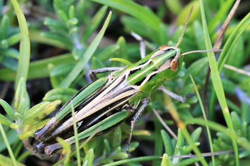 Réf. 292 285 : Stenobothrus lineatus lineatus