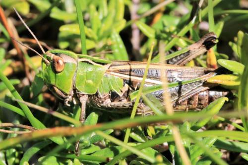 Réf. 292 286 : Stenobothrus lineatus lineatus