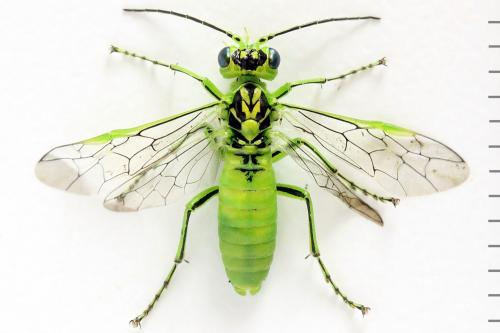 Réf. 292 209 : Rhogogaster chlorosoma
