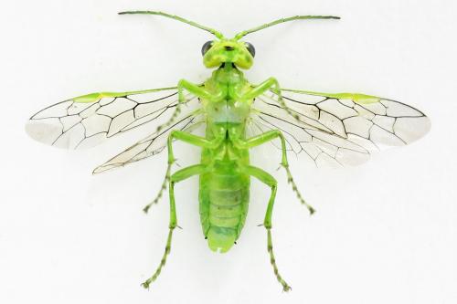 Rhogogaster chlorosoma