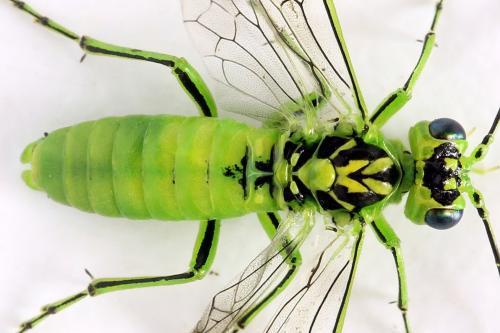Réf. 292 211 : Rhogogaster chlorosoma