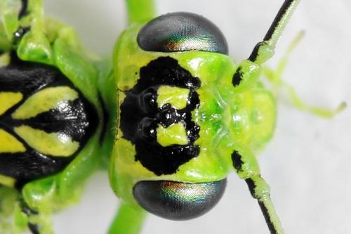 Réf. 292 214 : Rhogogaster chlorosoma