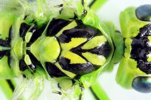 Rhogogaster chlorosoma