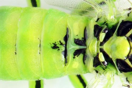 Réf. 292 212 : Rhogogaster chlorosoma
