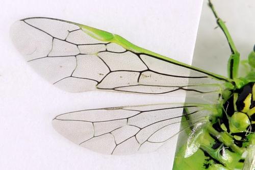 Réf. 292 215 : Rhogogaster chlorosoma