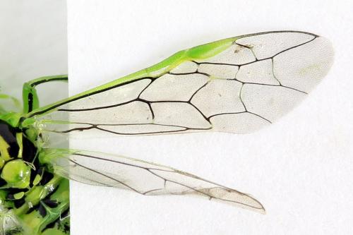 Rhogogaster chlorosoma