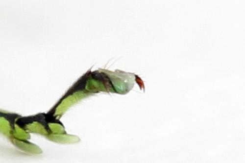 Rhogogaster chlorosoma