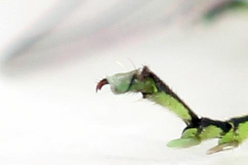 Rhogogaster chlorosoma