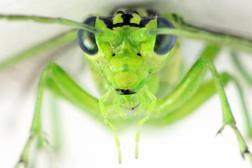 Rhogogaster chlorosoma