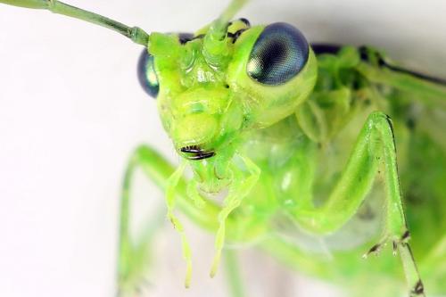 Réf. 292 220 : Rhogogaster chlorosoma