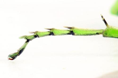 Réf. 292 221 : Rhogogaster chlorosoma