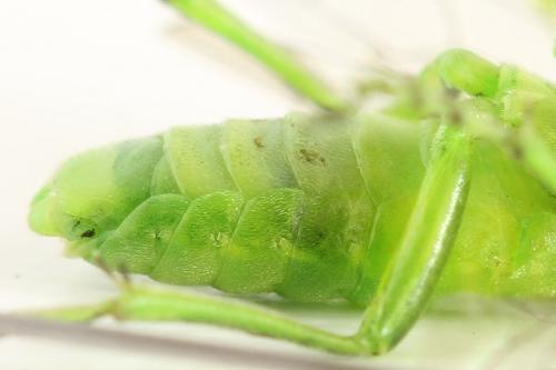 Réf. 292 222 : Rhogogaster chlorosoma