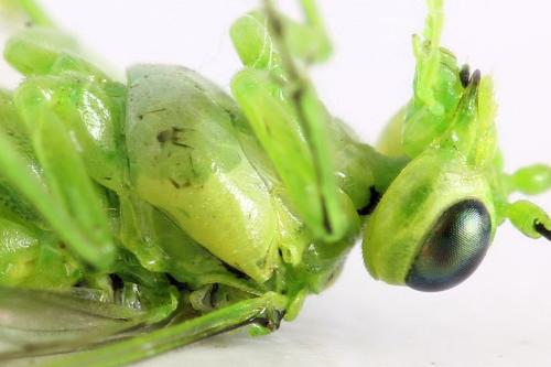 Réf. 292 223 : Rhogogaster chlorosoma
