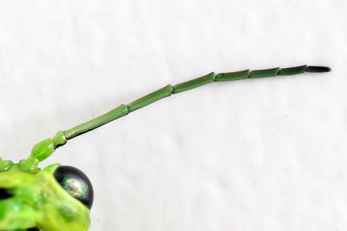 Rhogogaster chlorosoma