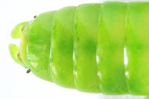 Rhogogaster chlorosoma