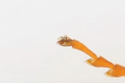 Réf. 292 239 : Abia candens