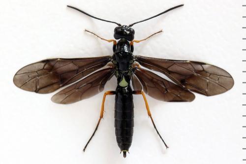 Cephus fumipennis