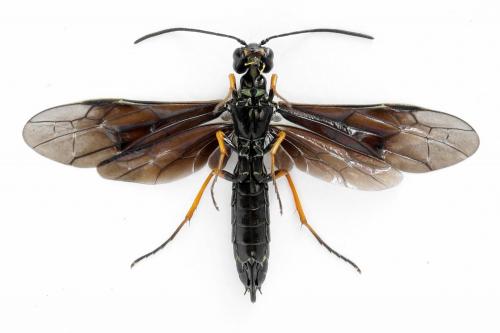 Cephus fumipennis