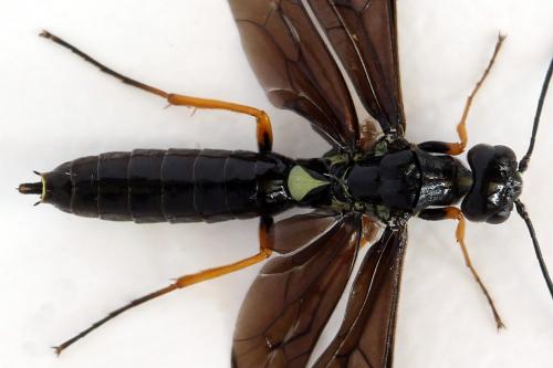 Cephus fumipennis