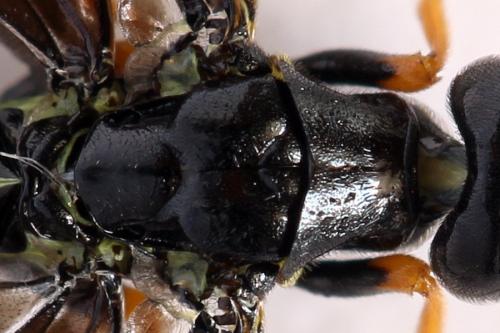 Cephus fumipennis