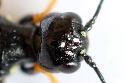 Cephus fumipennis