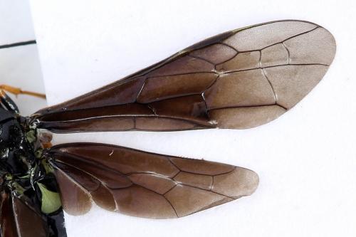 Cephus fumipennis
