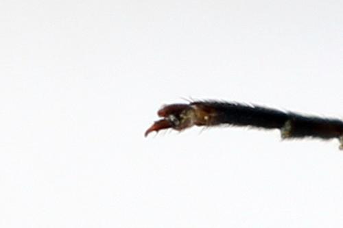 Cephus fumipennis