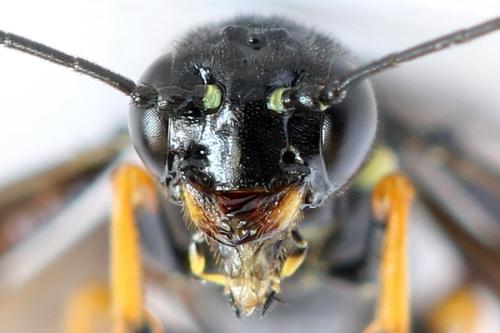 Cephus fumipennis