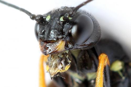 Cephus fumipennis