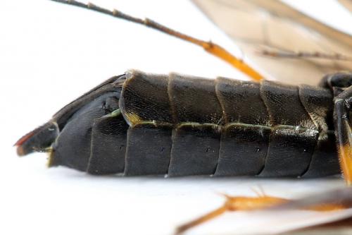 Cephus fumipennis