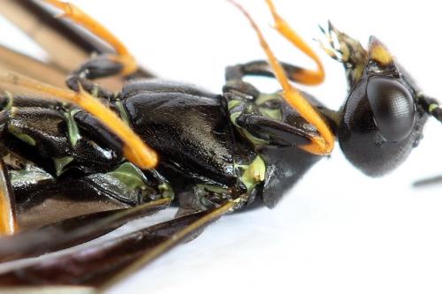 Cephus fumipennis