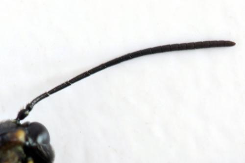 Cephus fumipennis