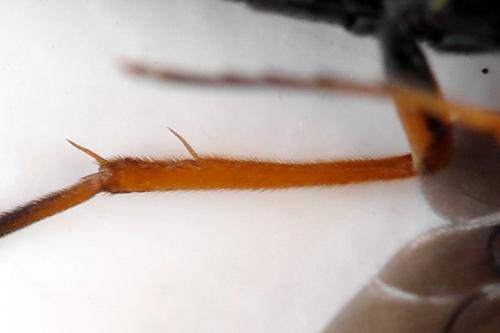 Cephus fumipennis