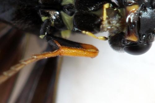 Cephus fumipennis
