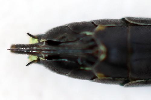 Cephus fumipennis