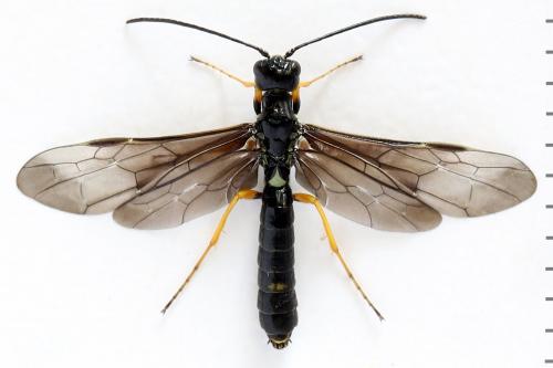 Cephus fumipennis