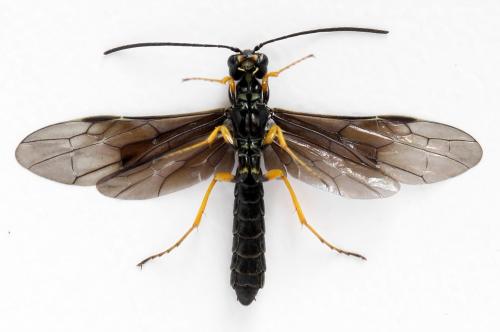 Cephus fumipennis