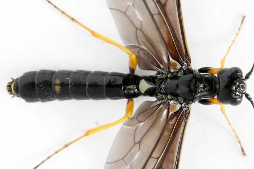 Cephus fumipennis