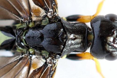 Cephus fumipennis