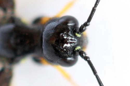Cephus fumipennis